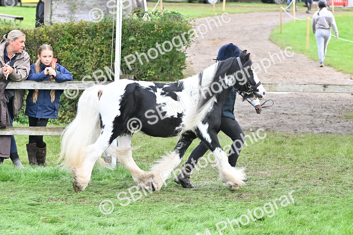 SBM_56867 - S45 - Coloured Pony In Hand