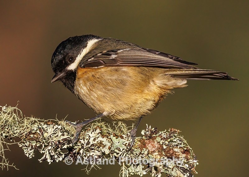 Coal Tit - Latest Images