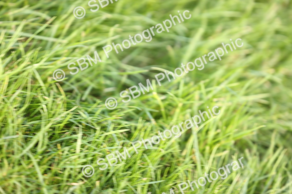 SBM_29528 - S7 - Novice & Newcomers Ridden Pony