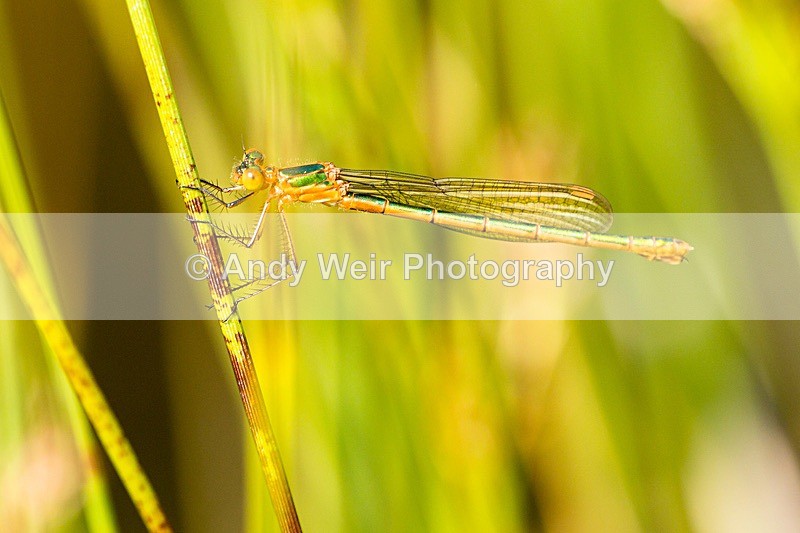 170619-untitled0022 - Dragonflies & Damselflies
