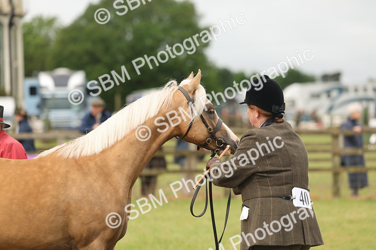 SBM_02152 - Class 50-57 - M&M Welsh Pony In Hand