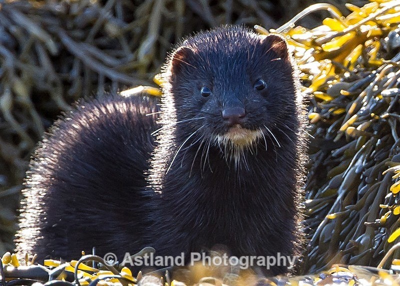 Astland Photography, Bird and Wildlife Images, Susan and Peter Wilson, U.K.
