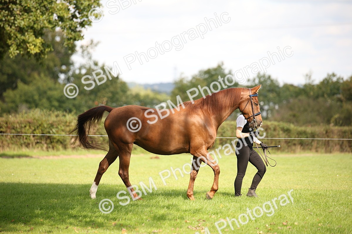 SBM_62901 - In Hand Horse Supreme Championship