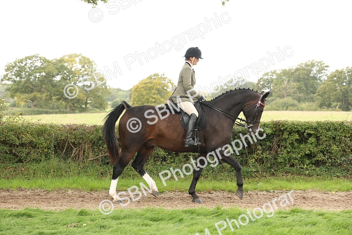 SBM_64164 - S65 - Riding Horse & Hack & Thoroughbred Ridden
