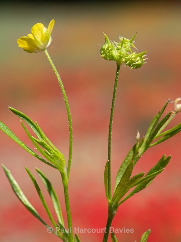 Corn buttercup (Ranunculus arvensis)  - Wild Flowers - 2