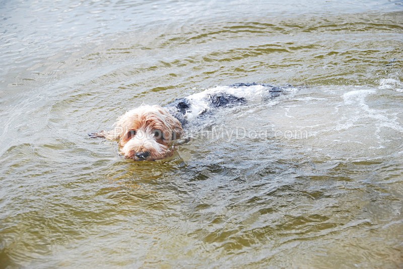  - Grand Basset Griffon Vendeen