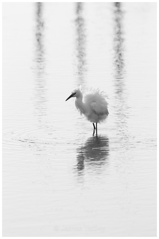 Little Egret at Thornham Staithes - Nature in Black & White