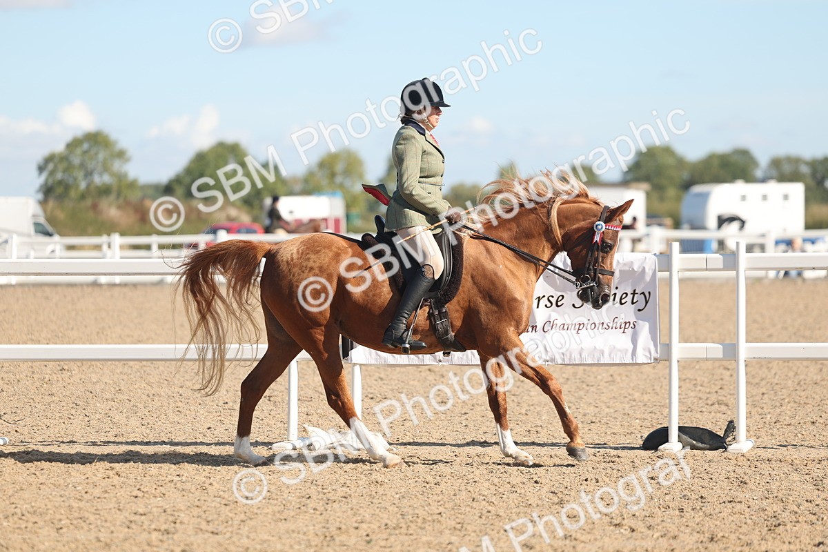 SBM_13026 - Class 305 - Ridden Foreign Breed Pure Bred