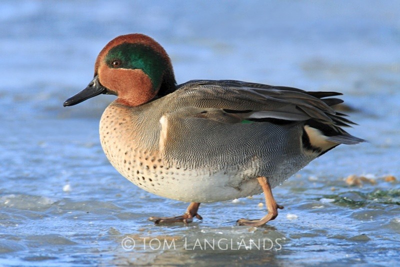 Green-winged Teal - Wildfowl
