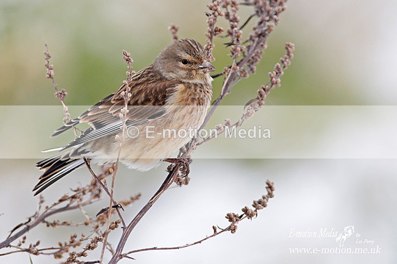 Lesser Redpoll  220113-51a - Nature