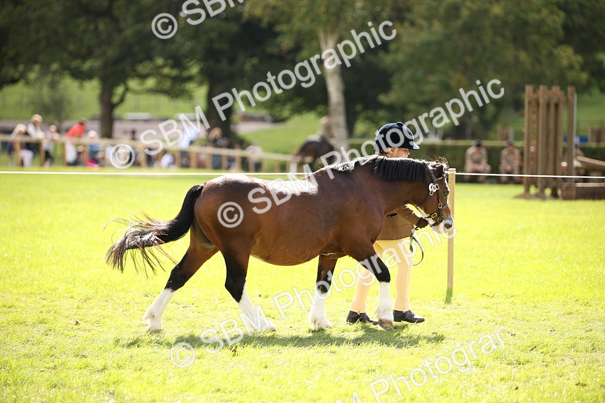 SBM_44354 - S24 - Young Veteran in hand