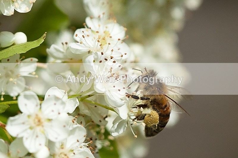 20120610-_MG_0375 - Insects