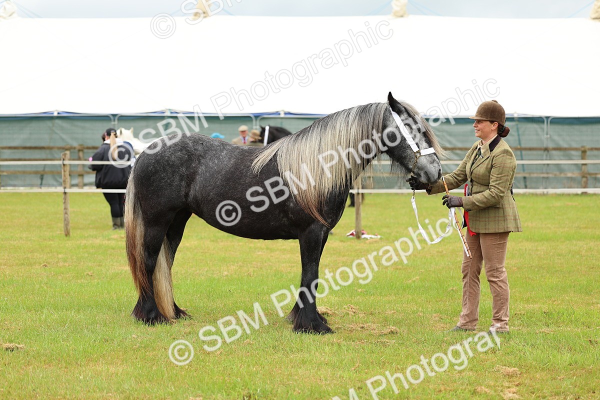 SBM_00430 - Class 58-67 - M&M Non Welsh Pony In hand