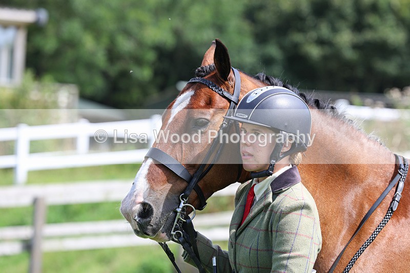 3E7A8735 - Class 5: Working Show Horse