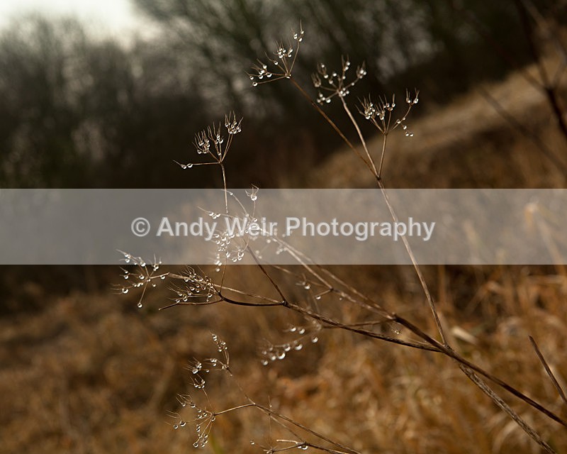 20130113-_MG_1440 - Plants and Flowers
