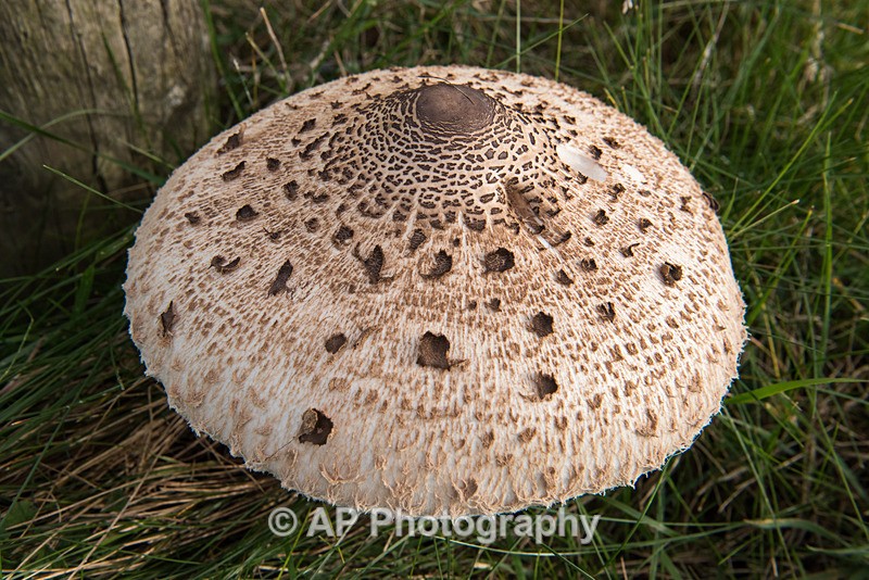 ACP_3487-1_Parasol_Mushroom - Fungi