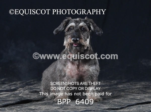 BPP_6409 - CARLA DOGS