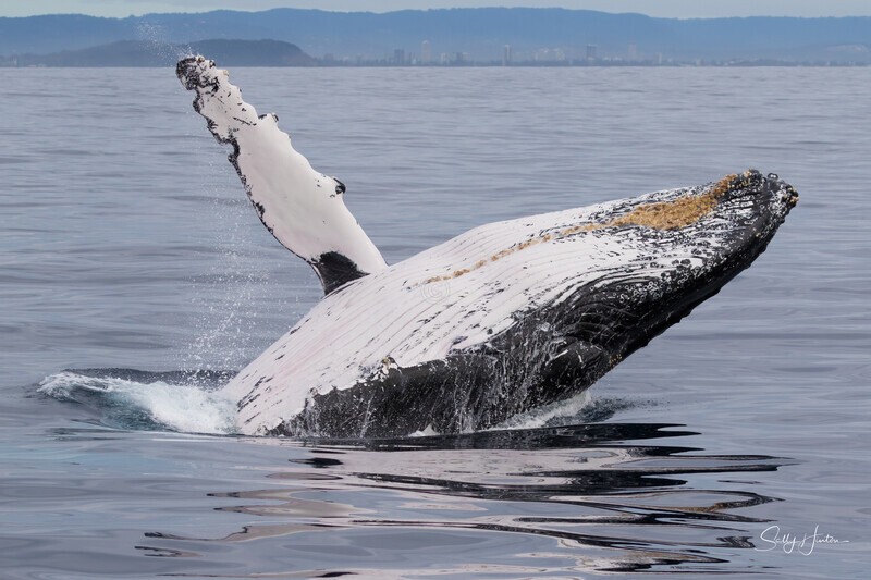 0A3A6474. Breach in Glassy Water 17 - 2023 Whale Photos