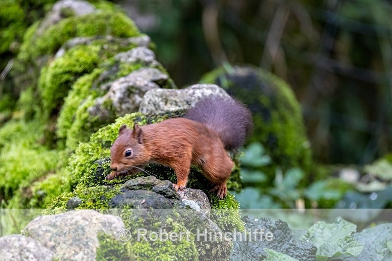 Red Squirrel on Wall - Blank Cards