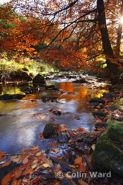 Stream at Hamsterly Forest. Ref 4558 - County Durham