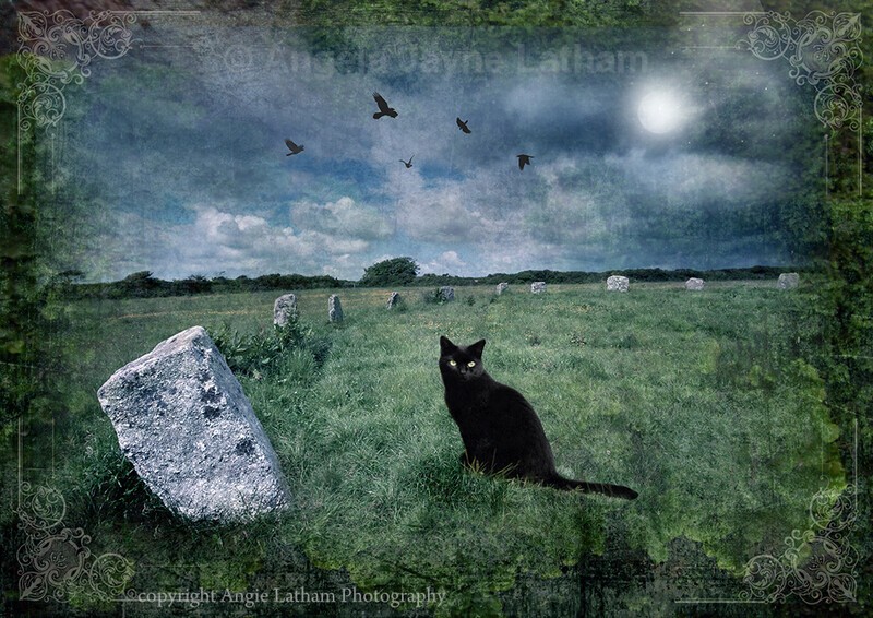 Cornish Black Cat - Mystery & Moonlight