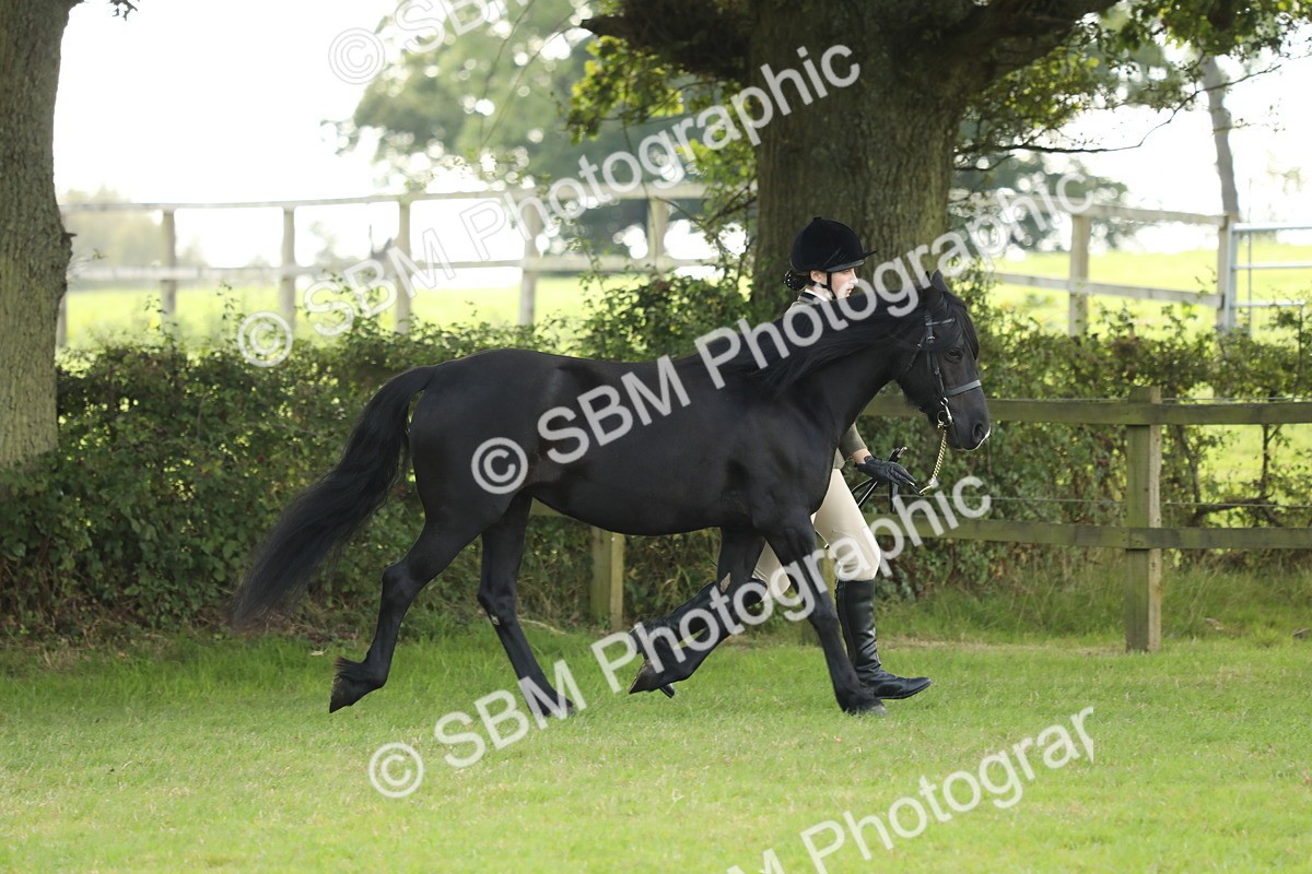SBM_62721 - S46 - Mountain & Moorland In Hand Small Breeds