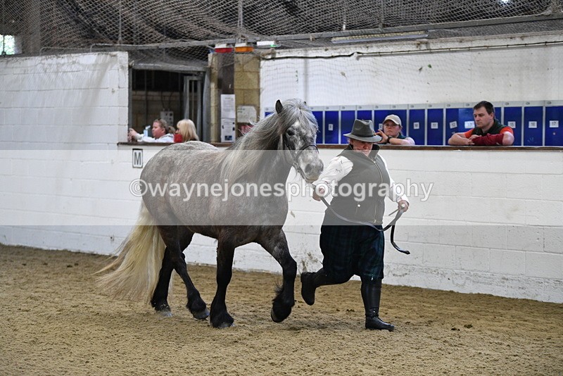 WJ5_3479 - Class 1 Youngstock