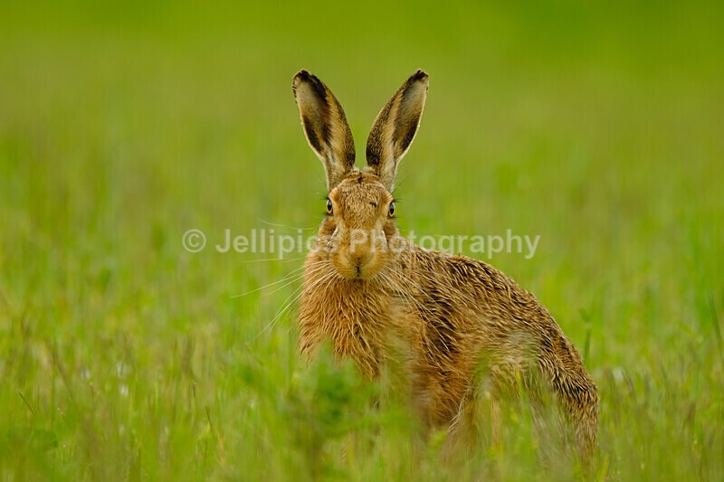  - Wildlife and Nature