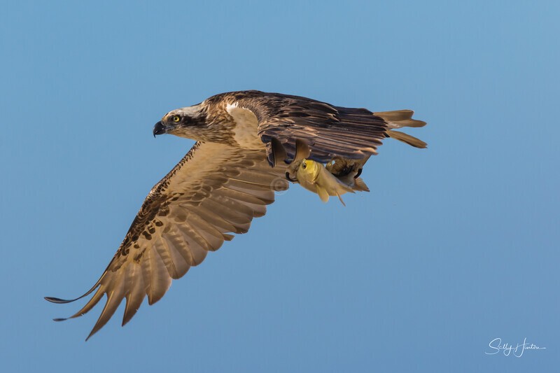 Osprey Fishing 9 - Osprey