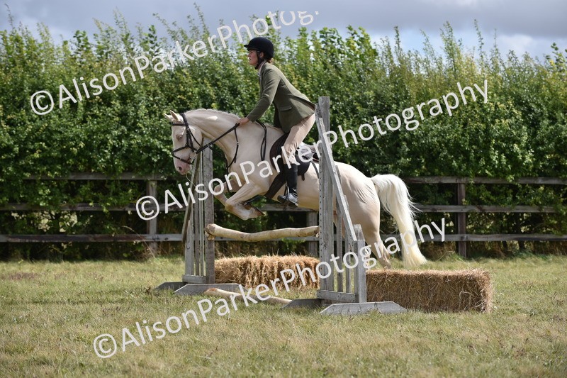 20250831-4068 - Class 13 - Working Hunter Horse or Pony