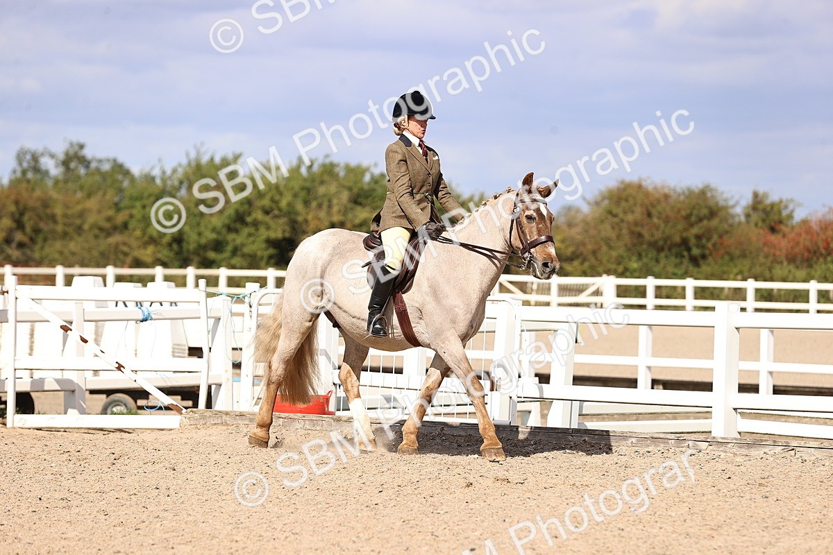 SBM_14351 - Class 412 - Handsomest Gelding (IH or Ridden)Adult