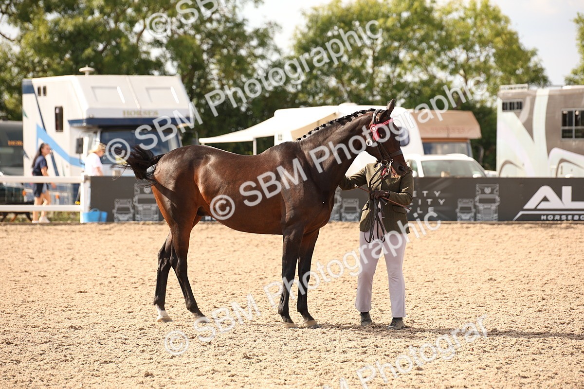 SBM_08197 - Class 27 - IH Competition Horse-Pony