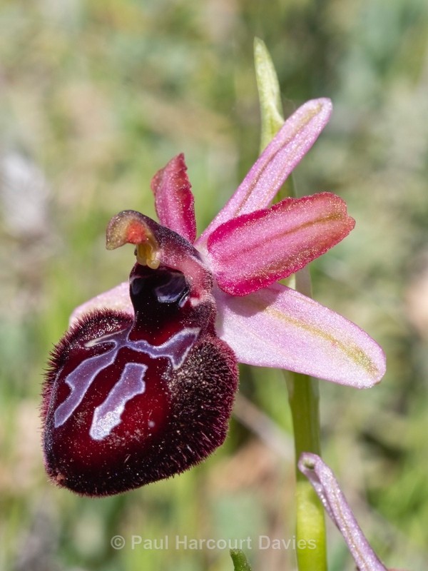 Siponto Ophrys (Ophrys sipontensis) ( syn. O. sphegodes ssp. sipontensis  - Gargano - Wild Orchids