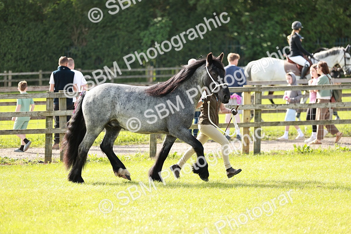 SBM_00702 - Class 14-23 - Mountain & Moorland In Hand Non Welsh