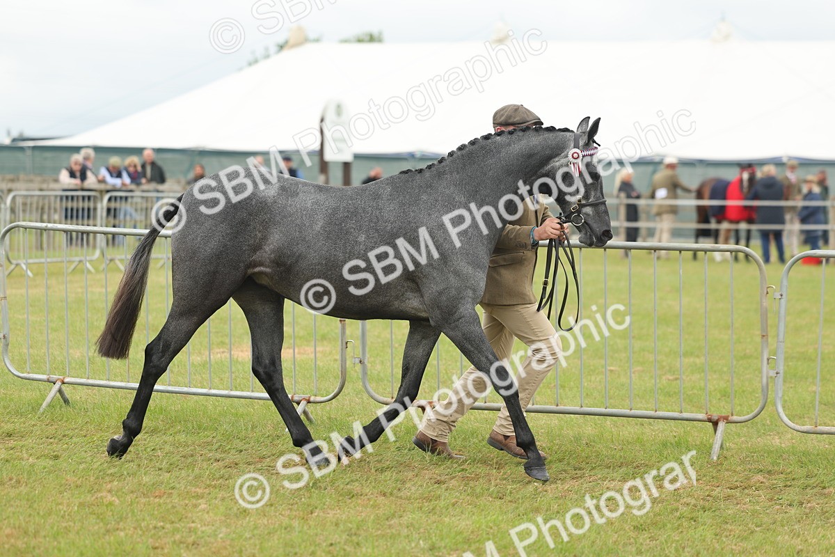 SBM_05463 - Class 68-73 - Riding Pony Breeding