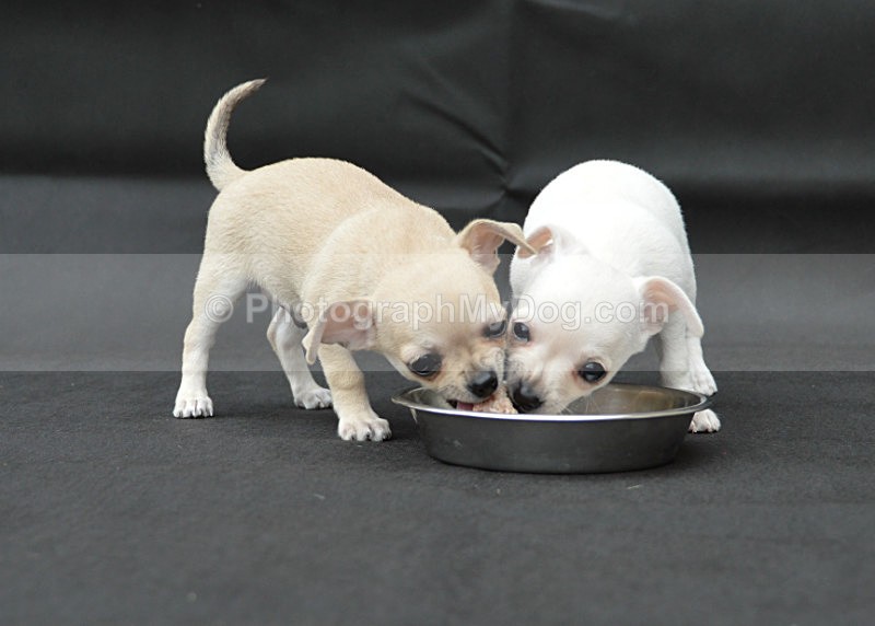  - Chihuahuas