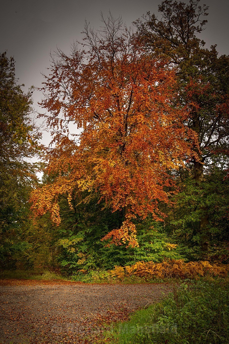  - Autumn