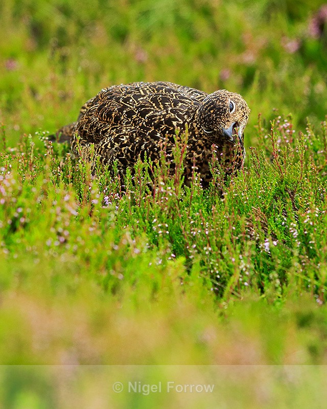 Red Grouse feeding on heather shoots, Scotland - Red Grouse
