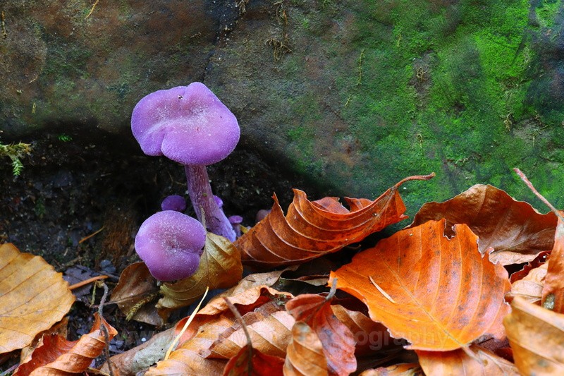 Purple Fungi   ref 6431 - macro and nature.
