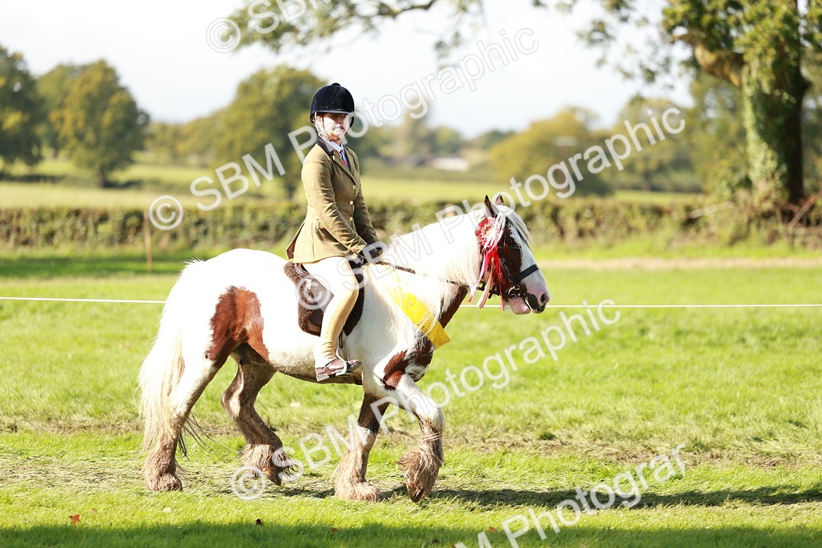 SBM_42228 - S32 - Mountain & Moorland Working Hunter Pony