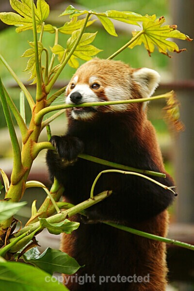 Red Panda - Other Wildlife Species