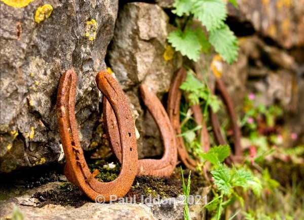 The Horseshoes - Creative