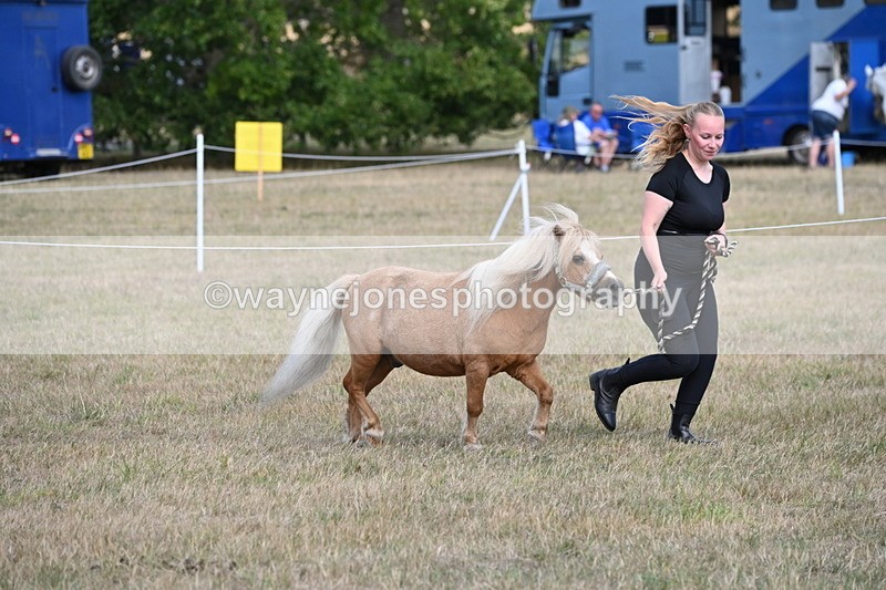 WJ6_6893 - Class 21 Shetland & Mini Horses