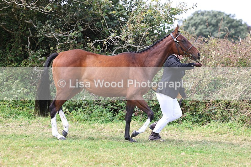 3E7A5508 - Class 20: Sports Horse In Hand