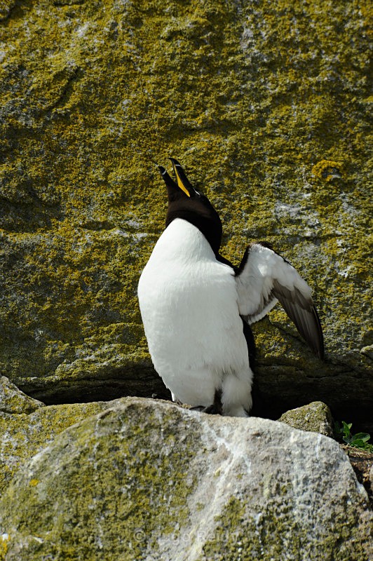  - Saltee Islands Birdlife