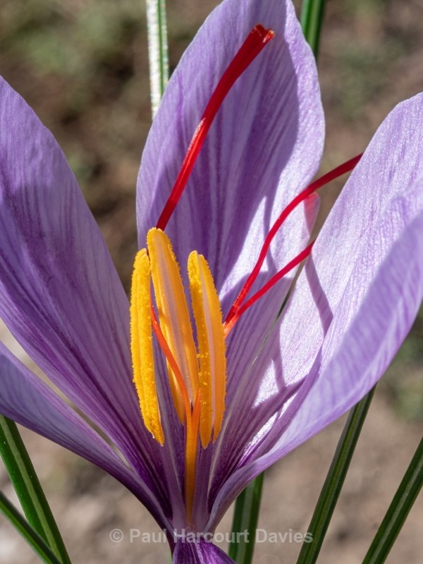 Saffron crocus (Crocus sativus) - Gargano - Wild Flowers