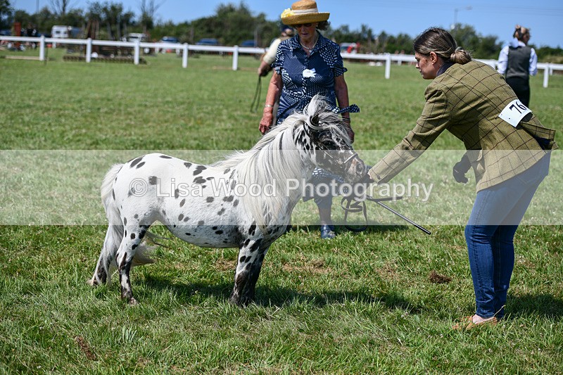 DSC_7202 - Class 61: Miniature Horse 4yrs & over