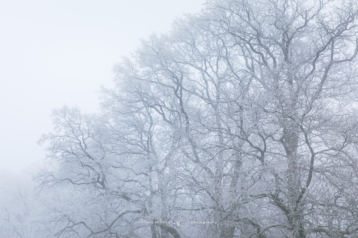 Frosty Shrave - WINTER