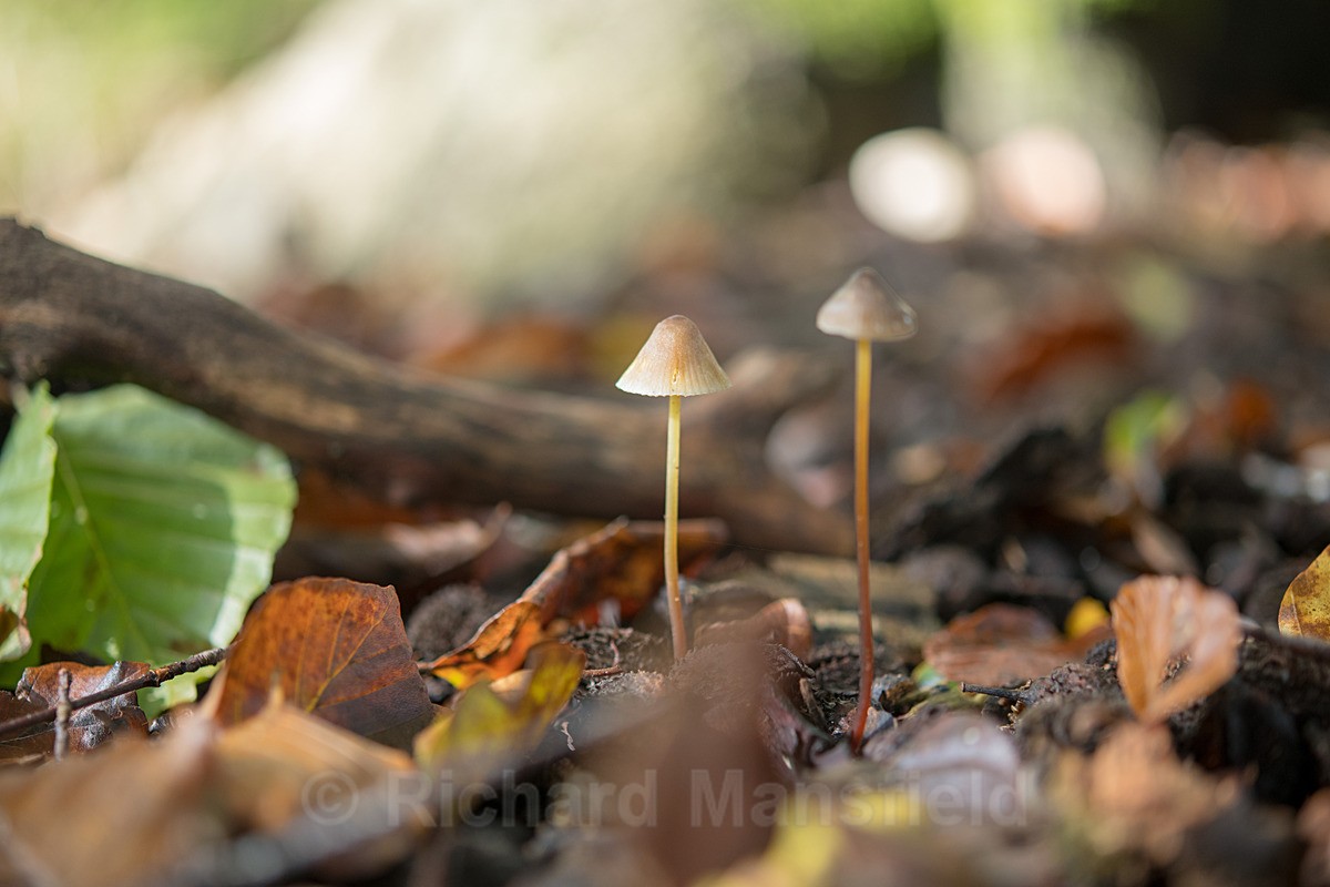  - Funghi