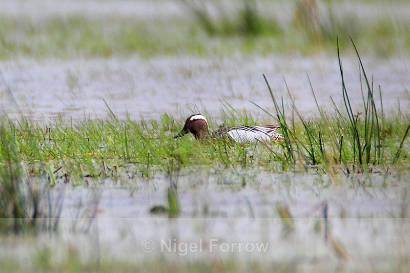 Garganey (male) on Ashgrave - record shot - Garganey
